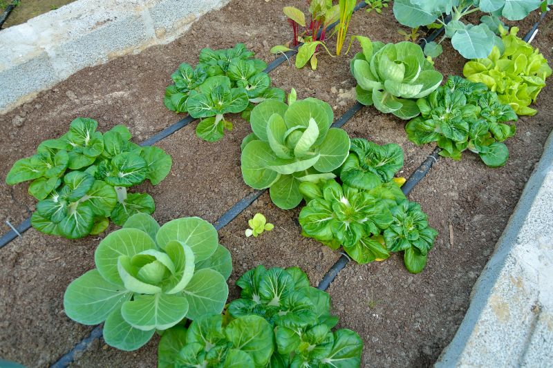 Inground Irrigation Service in Honolulu, HI