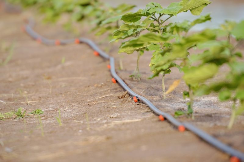 Drip Irrigation Installation in Aiken, SC
