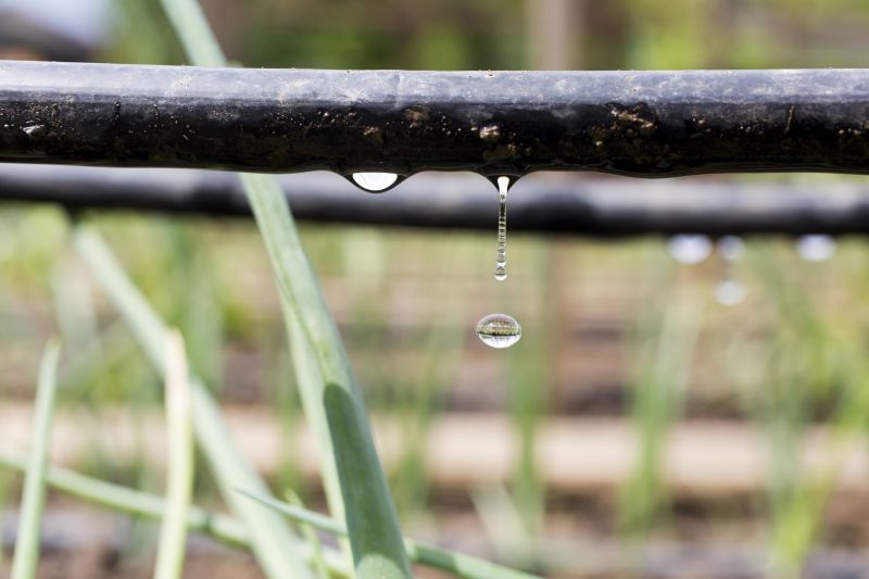 Drip System Installation in Aiken, SC