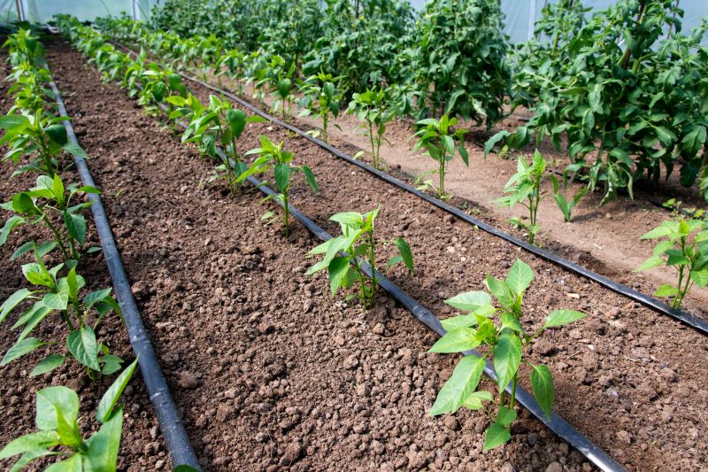 Plant Irrigation Installation in Honolulu, HI
